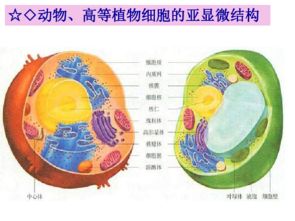 生物细胞的基本结构
