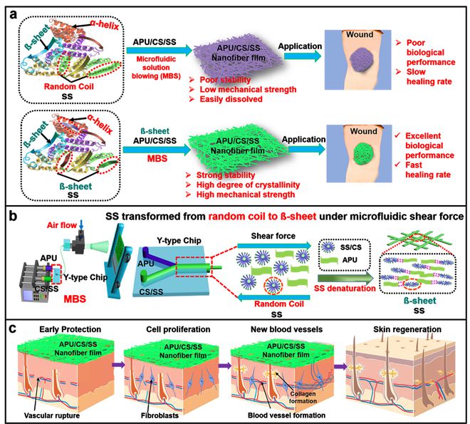 福建农林庞杰团队《Adv. Fiber Mater.》:基于微流控气喷纺丝技术构筑低成本的丝胶蛋白基人造皮肤