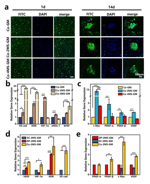上海硅酸盐所在无机材料结合多细胞生物3d打印用于毛发再生方面取得重要研究进展