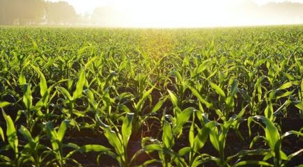 报告:农业经营主体困难;易生新材料:把玉米做成衣服