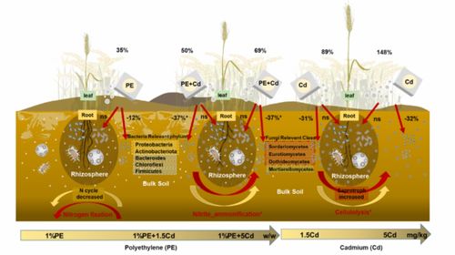 sel research 微塑料和镉对小麦根际土壤微生物群落和功能类群影响的协同效应