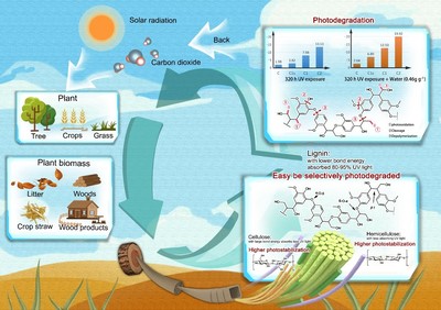竹子中心在户外竹基复合材料研发和生物质材料光降解机理方面取得新突破