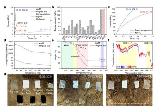 将枯叶转化为活性多功能材料,如蒸发器 光催化剂和生物塑料