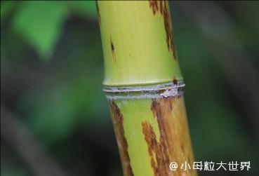 阳竹科技30 亿押注 "以竹代塑"!如何用竹子改写全球塑料产业格局?