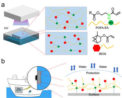 我校邱仁辉教授、刘文地教授团队在生物基水下胶黏剂研发取得进展