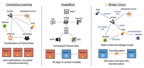 iclr 2024 uiuc等提出biobridge 用知识图谱构建多模态生物医学基础模型