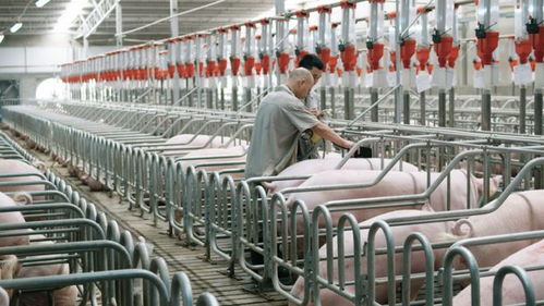 数字经济与生物基材料创新 2024年上半年经济实力跃升的双引擎