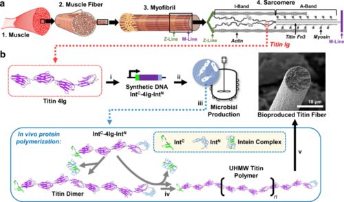 合成生物学新型高分子材料 更强更韧，有望替代高端石油基材料