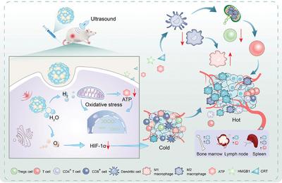 新型铋基纳米材料为癌症治疗提供新思路——生物基材料技术研发的突破